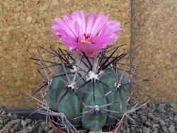 Echinocactus horizonthalonius KKR 81 El Pilar, pot 7 cm - 12408475