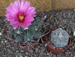 Echinocactus horizonthalonius KKR 81 El Pilar, pot 7 cm - 12408477