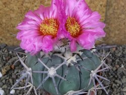 Echinocactus horizonthalonius KKR 81 El Pilar, pot 7 cm Roub.