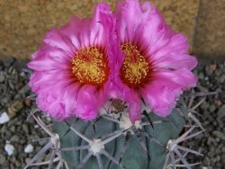Echinocactus horizonthalonius KKR 81 El Pilar, pot 7 cm Roub. - 12408479