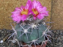 Echinocactus horizonthalonius KKR 81 El Pilar, pot 7 cm Roub. - 12408480