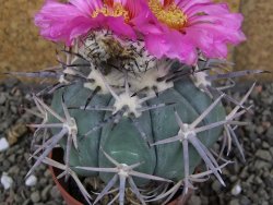 Echinocactus horizonthalonius KKR 81 El Pilar, pot 7 cm Roub. - 12408481