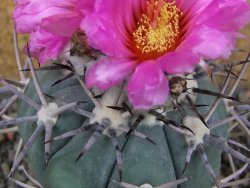 Echinocactus horizonthalonius KKR 81 El Pilar, pot 7 cm Roub. - 12408482