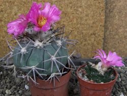 Echinocactus horizonthalonius KKR 81 El Pilar, pot 7 cm Roub. - 12408483