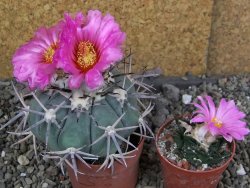 Echinocactus horizonthalonius KKR 81 El Pilar, pot 7 cm Roub. - 12408484