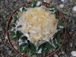 Ariocarpus fissuratus hintonii Matehuala XXL pot 9 cm - 12408503