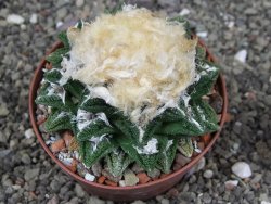 Ariocarpus fissuratus hintonii Matehuala XXL pot 9 cm - 12408504