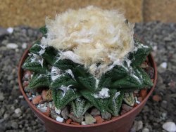 Ariocarpus fissuratus hintonii Matehuala XXL pot 9 cm - 12408505
