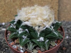 Ariocarpus fissuratus hintonii Matehuala XXL pot 9 cm - 12408506