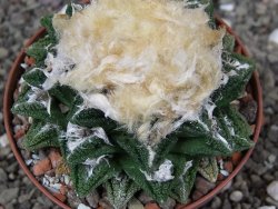 Ariocarpus fissuratus hintonii Matehuala XXL pot 9 cm