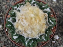 Ariocarpus fissuratus hintonii Matehuala XXL pot 9 cm - 12408508