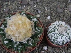 Ariocarpus fissuratus hintonii Matehuala XXL pot 9 cm - 12408509