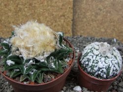 Ariocarpus fissuratus hintonii Matehuala XXL pot 9 cm - 12408510