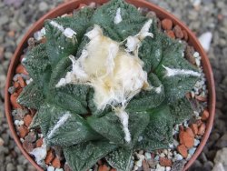 Ariocarpus fissuratus Cuatro Cienegas XL pot 9 cm - 12408519