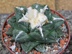 Ariocarpus fissuratus Cuatro Cienegas XL pot 9 cm - 12408520