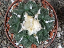 Ariocarpus fissuratus Cuatro Cienegas XL pot 9 cm - 12408522