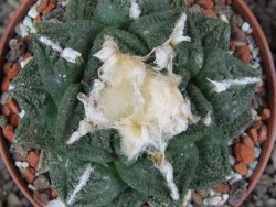 Ariocarpus fissuratus Cuatro Cienegas XL pot 9 cm