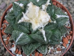 Ariocarpus fissuratus Cuatro Cienegas XL pot 9 cm - 12408524