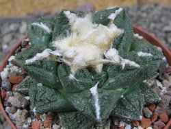 Ariocarpus fissuratus Cuatro Cienegas XL pot 9 cm - 12408525