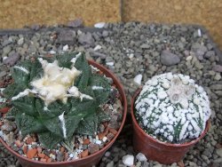 Ariocarpus fissuratus Cuatro Cienegas XL pot 9 cm - 12408526