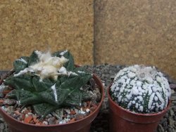 Ariocarpus fissuratus Cuatro Cienegas XL pot 9 cm - 12408527