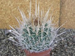 Echinofossulocactus erectocentrus Comone XL, květináč 6,5 cm - 12408556