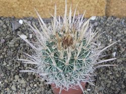 Echinofossulocactus erectocentrus Comone XL, květináč 6,5 cm - 12408557