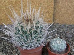 Echinofossulocactus erectocentrus Comone XL, květináč 6,5 cm - 12408558