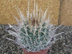 Echinofossulocactus erectocentrus Comone XL, květináč 6,5 cm - 12408560