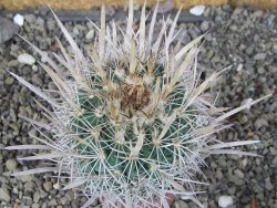 Echinofossulocactus erectocentrus Comone XL, květináč 6,5 cm - 12408561