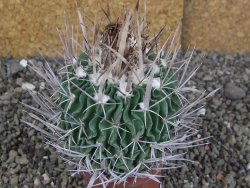 Echinofossulocactus erectocentrus Comone XL, květináč 6,5 cm