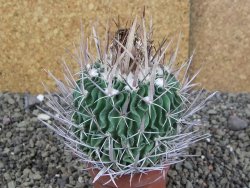 Echinofossulocactus erectocentrus Comone XL, květináč 6,5 cm - 12408563