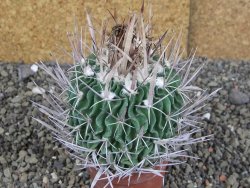 Echinofossulocactus erectocentrus Comone XL, květináč 6,5 cm - 12408564