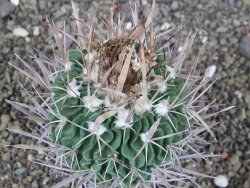 Echinofossulocactus erectocentrus Comone XL, květináč 6,5 cm - 12408565