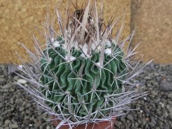 Echinofossulocactus erectocentrus Comone XL, květináč 6,5 cm - 12408566