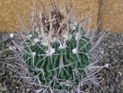 Echinofossulocactus erectocentrus Comone XL, květináč 6,5 cm - 12408567