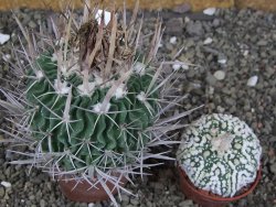 Echinofossulocactus erectocentrus Comone XL, květináč 6,5 cm - 12408570