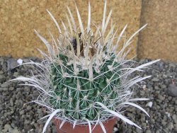 Echinofossulocactus erectocentrus Comone XL, květináč 6,5 cm