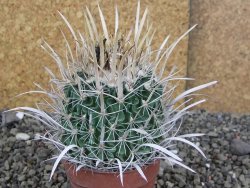Echinofossulocactus erectocentrus Comone XL, květináč 6,5 cm - 12408572