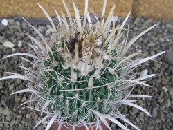 Echinofossulocactus erectocentrus Comone XL, květináč 6,5 cm - 12408573