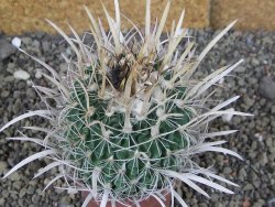 Echinofossulocactus erectocentrus Comone XL, květináč 6,5 cm - 12408574