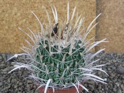 Echinofossulocactus erectocentrus Comone XL, květináč 6,5 cm - 12408575