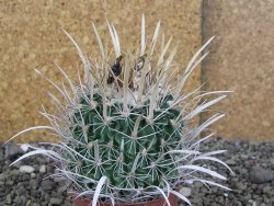 Echinofossulocactus erectocentrus Comone XL, květináč 6,5 cm - 12408576