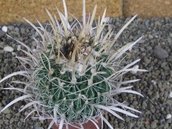 Echinofossulocactus erectocentrus Comone XL, květináč 6,5 cm - 12408577