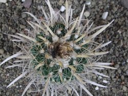 Echinofossulocactus erectocentrus Comone XL, květináč 6,5 cm - 12408578