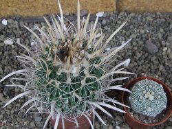 Echinofossulocactus erectocentrus Comone XL, květináč 6,5 cm - 12408579