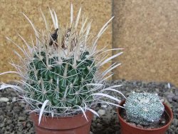 Echinofossulocactus erectocentrus Comone XL, květináč 6,5 cm - 12408580
