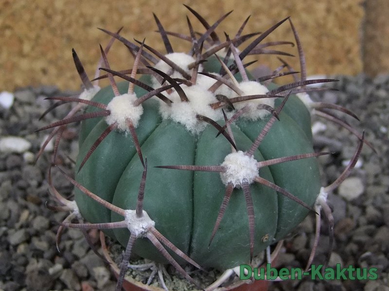 Echinocactus horizonthalonius pot 5,5 cm
