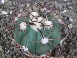 Echinocactus horizonthalonius pot 5,5 cm - 12408588