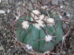 Echinocactus horizonthalonius pot 5,5 cm - 12408590